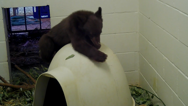 Orphaned cubs wander CA neighborhood for days without mom. See them after rescue