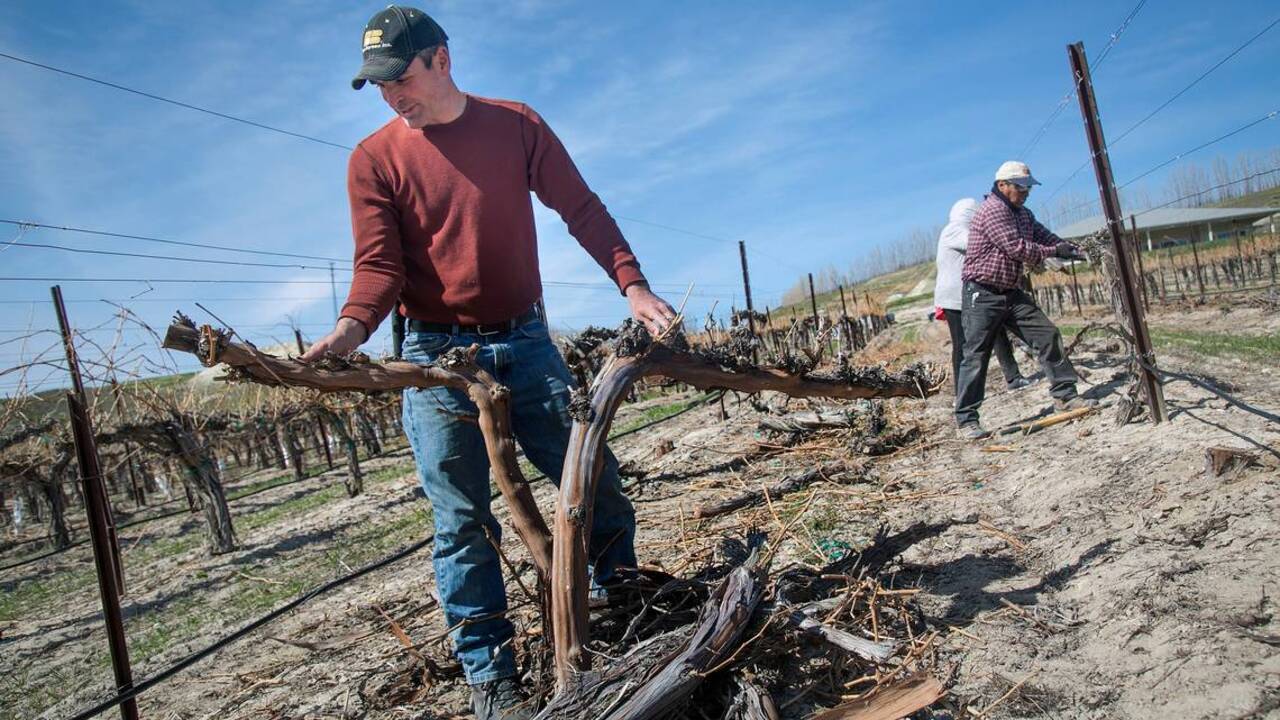 Harsh winter damages Idaho grape vines