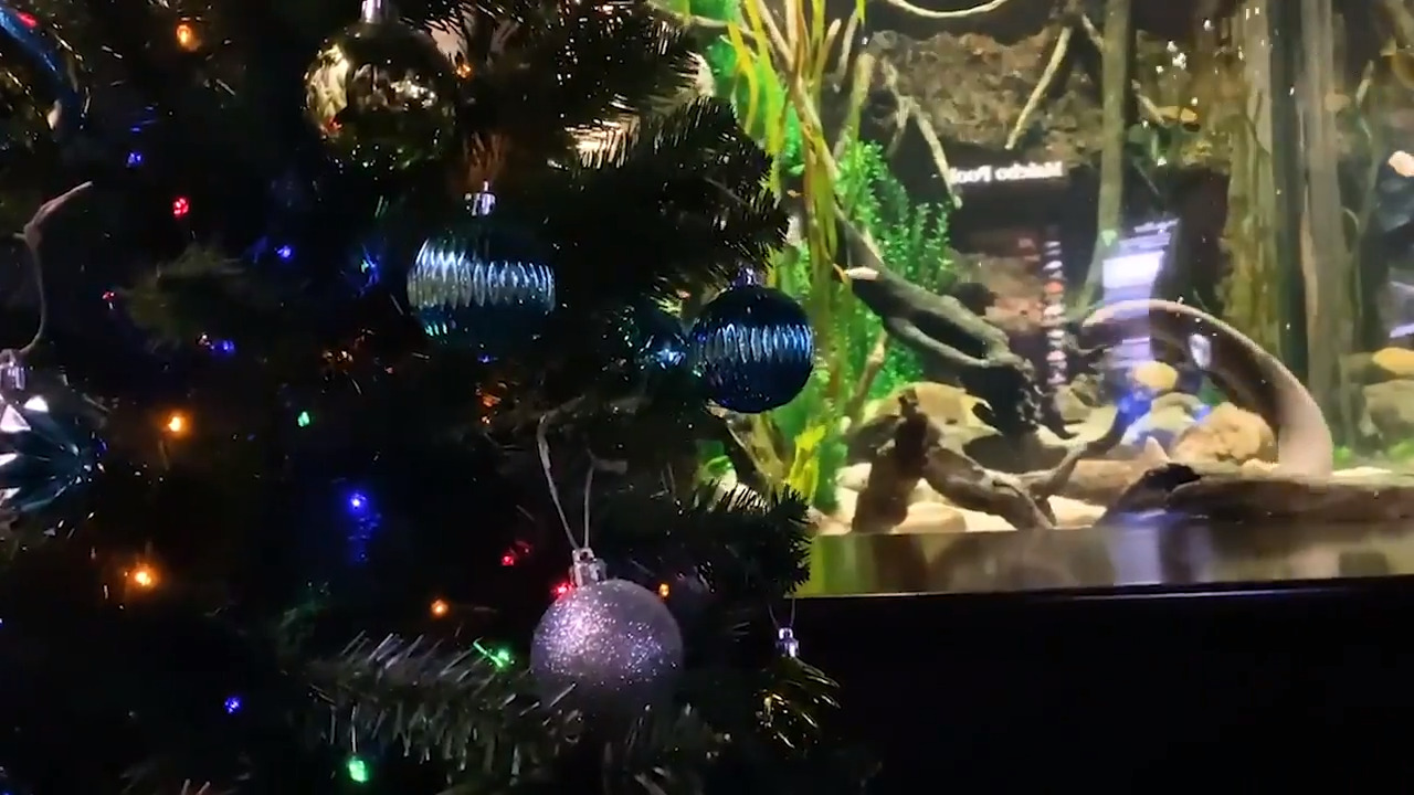 Electric eel powers Christmas tree at Tennessee Aquarium
