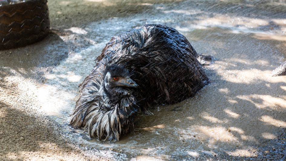 How staff at Merced's Applegate Park Zoo keep animals cool during summer months