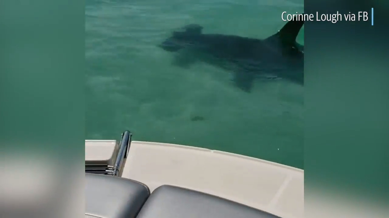 Hammerhead shark spotted off Anna Maria Island | Bradenton Herald