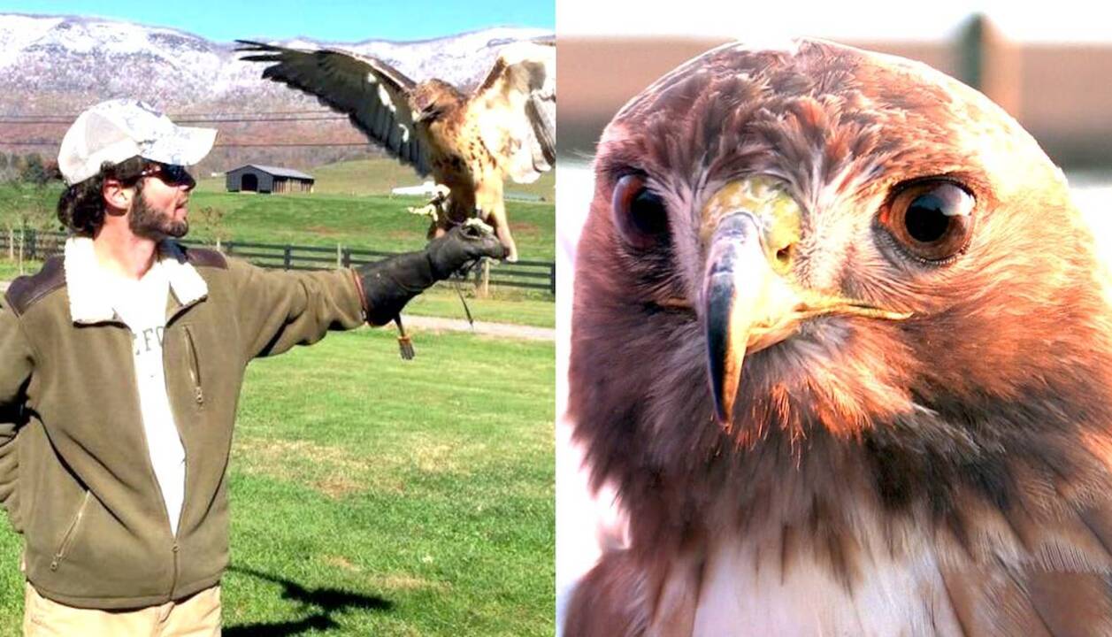Flying high, with Haynes Werner, Beaufort-born falconer