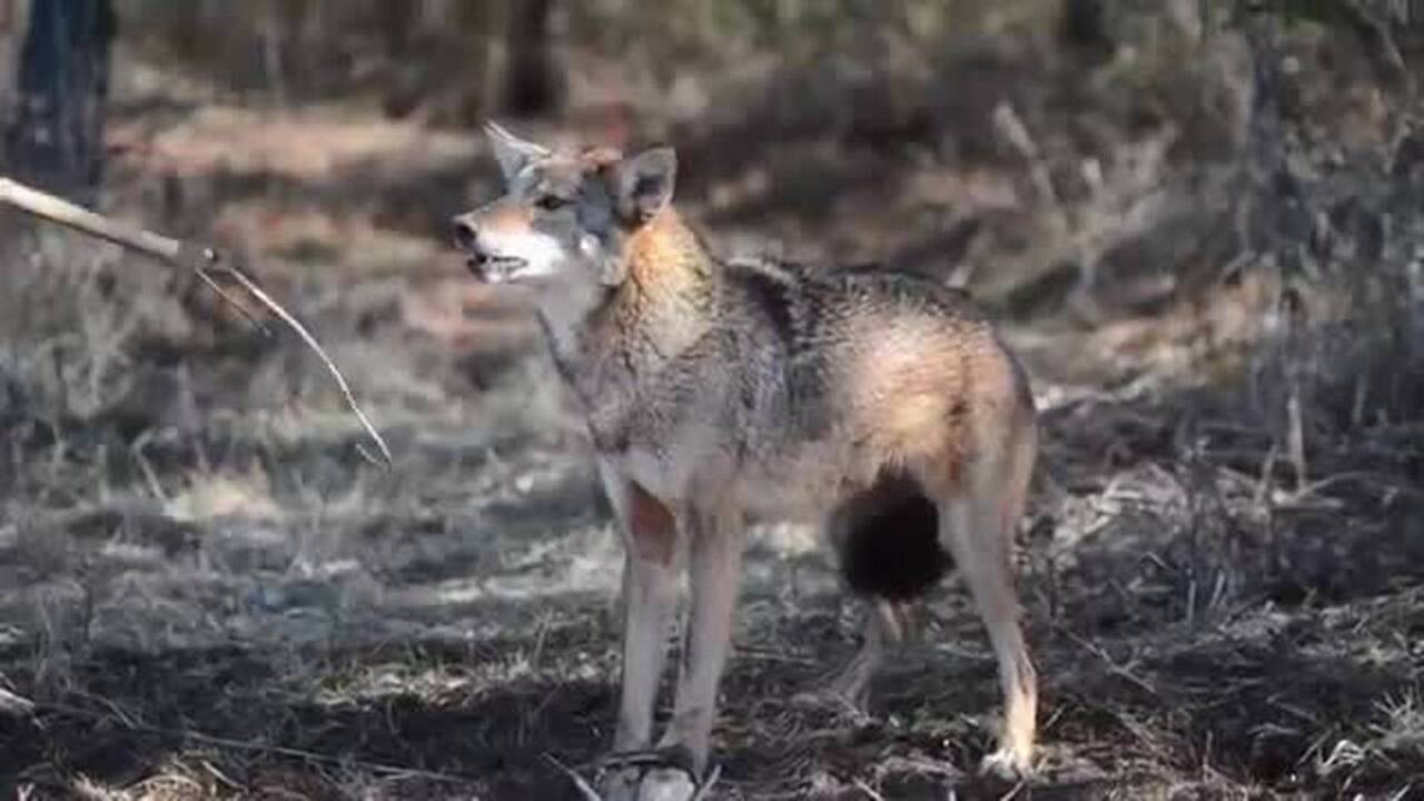 NC mom fights off coyote attacking daughter. ‘It just wanted to eat me,’ girl says.