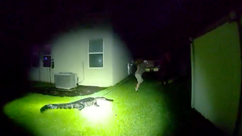 'This is a job for a trapper.' Manatee deputies face backyard gator