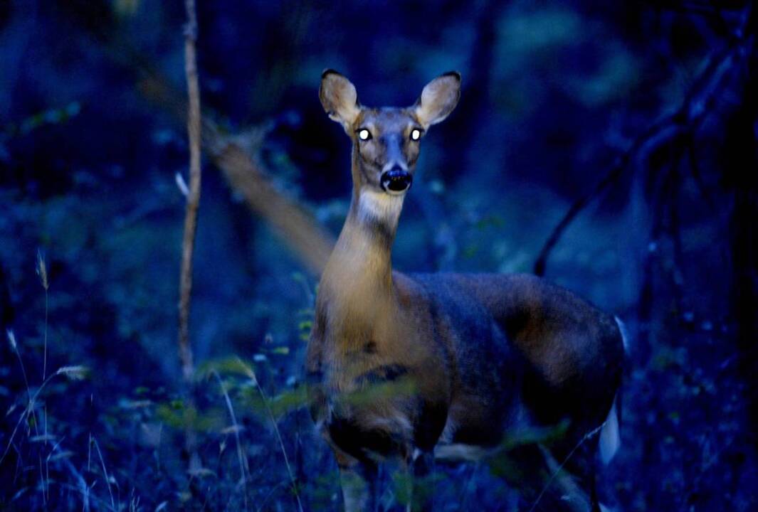 Graphic footage: Video shows deer crash through car