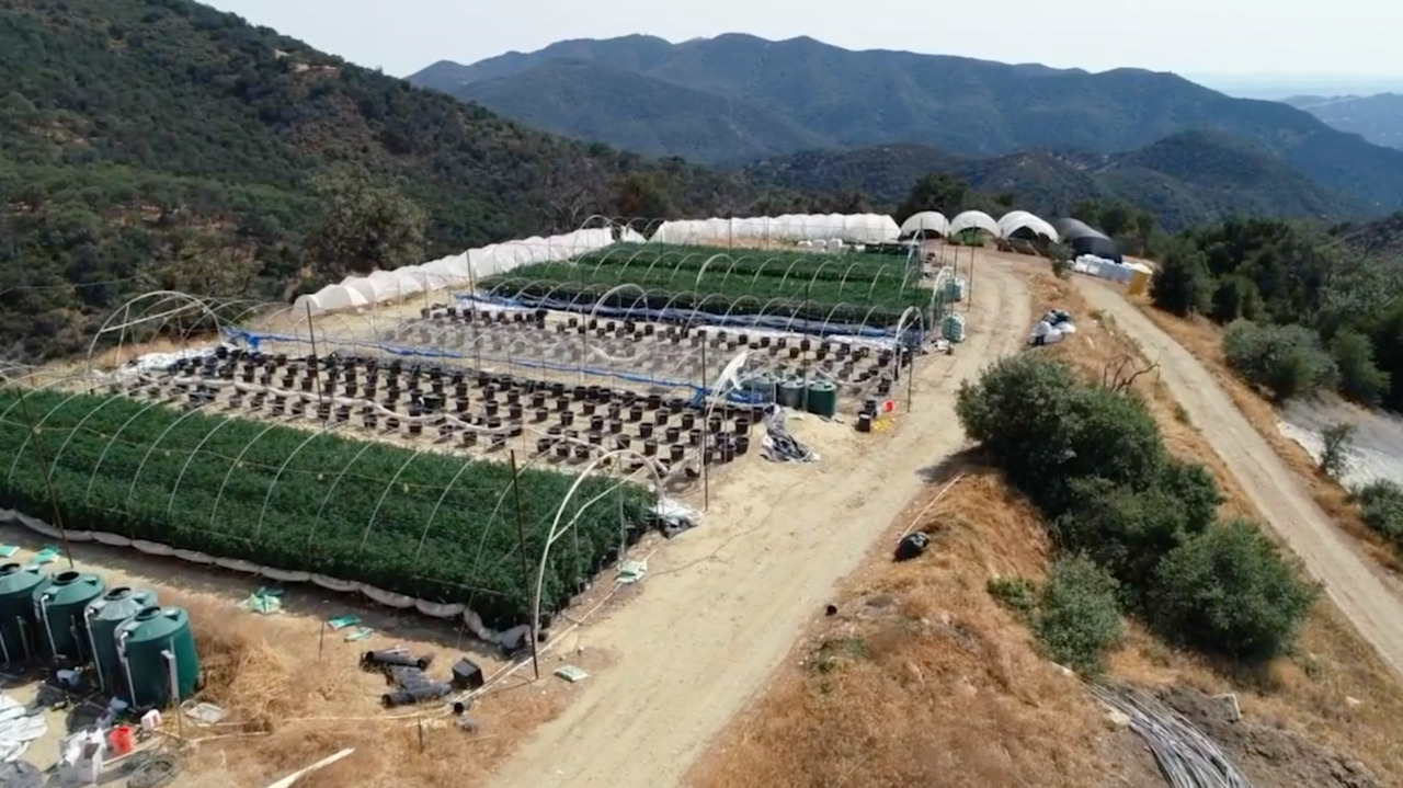 Morro Bay has selected these two cannabis businesses for retail operations