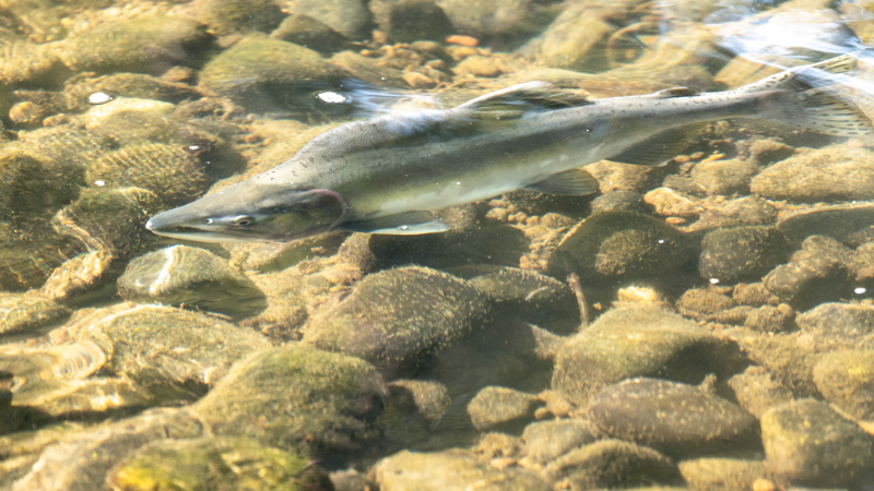 Pacific salmon are returning home to spawn. Here’s where to see them