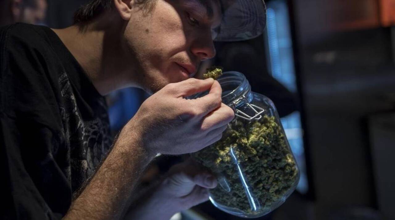 How marijuana affects your driving