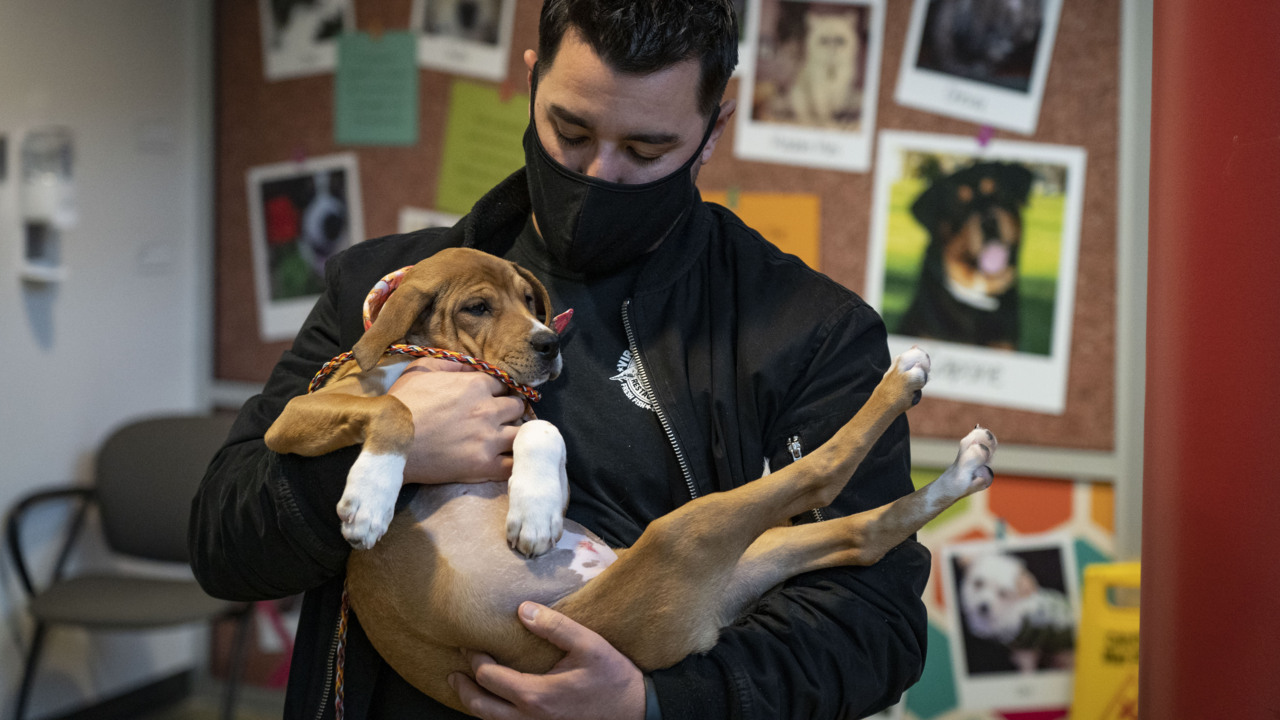 ‘Now is the perfect time to adopt an animal.’ Pet adoptions soar during pandemic