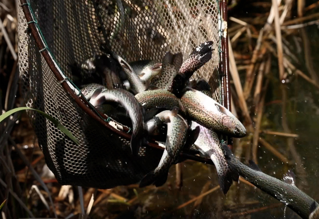New to fishing in Boise? Parkcenter Pond has 700 rainbow trout