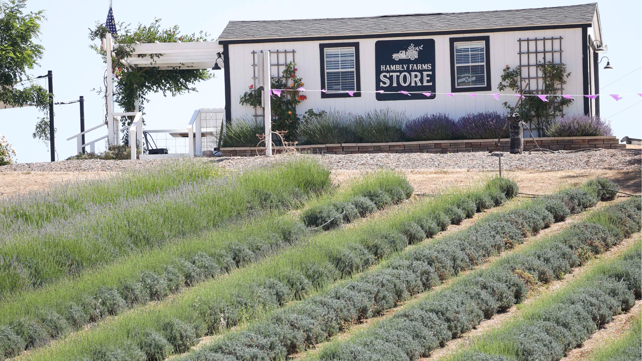 See the Hambly Lavender Farm near San Miguel