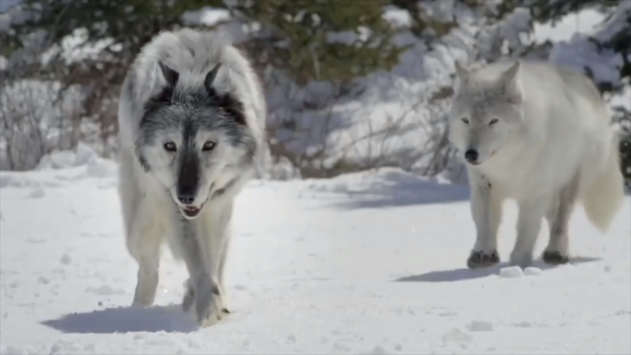 State cancels Pasco, Olympia meetings on wolves over safety concerns on intense issue