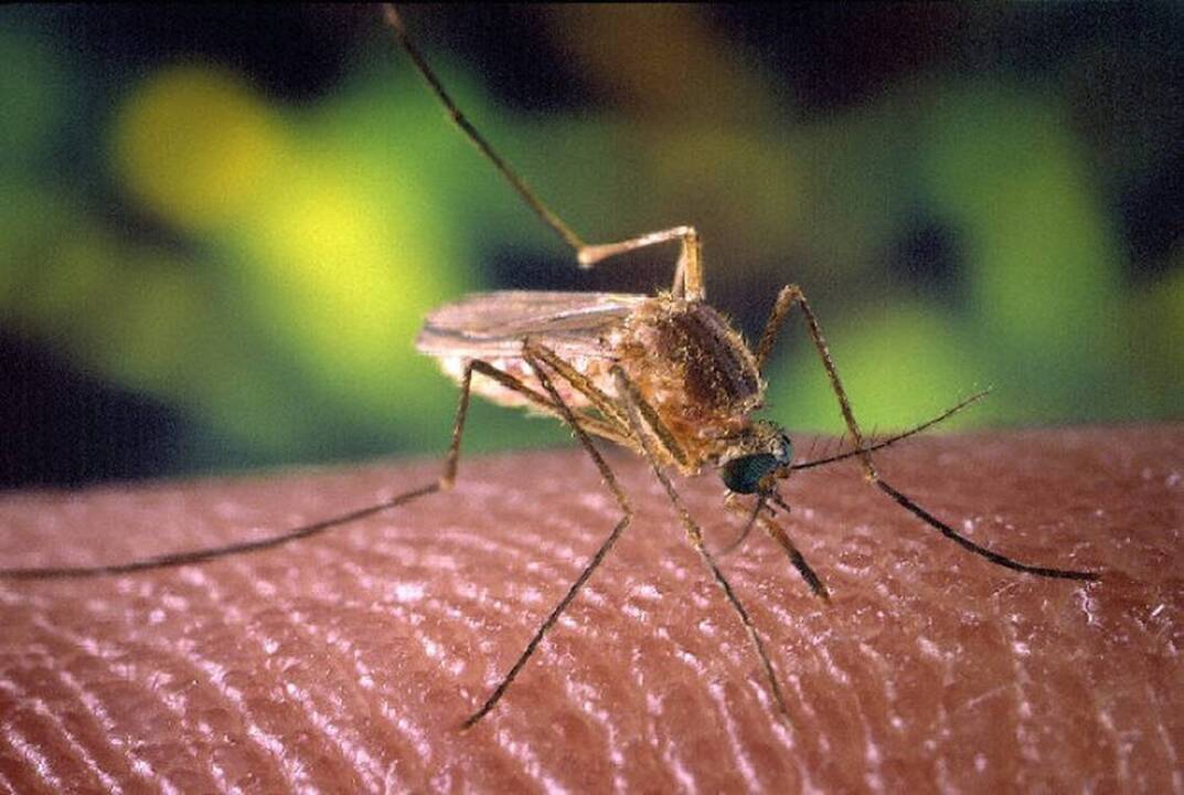 Mosquito facts: Invincible eggs and once hatched, biting is just around the corner