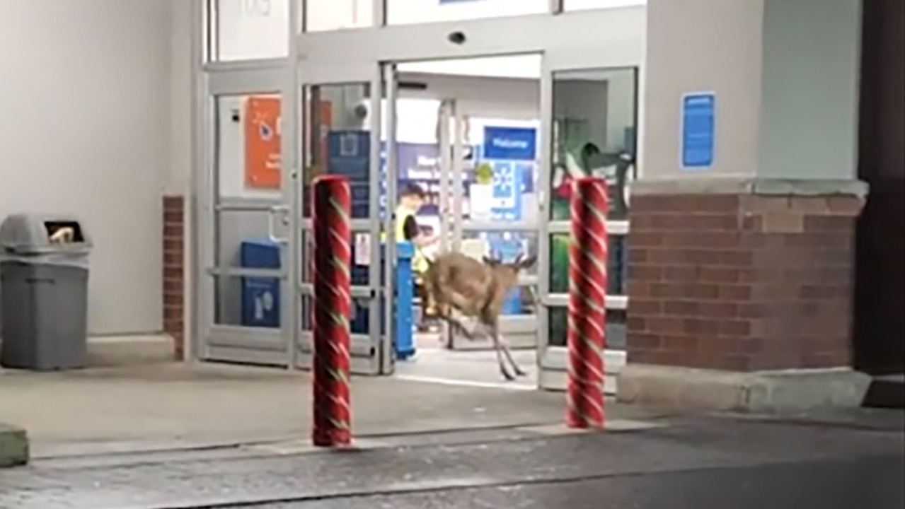 Deer runs into Pennsylvania Walmart