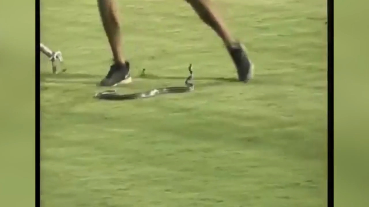 Minor League baseball game interrupted after snake slithers onto field