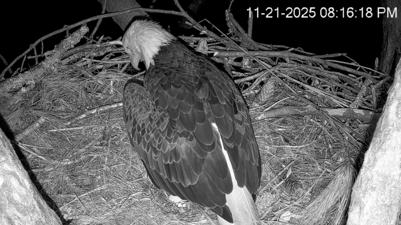Hilton Head bald eagle cam captures first egg of 2025