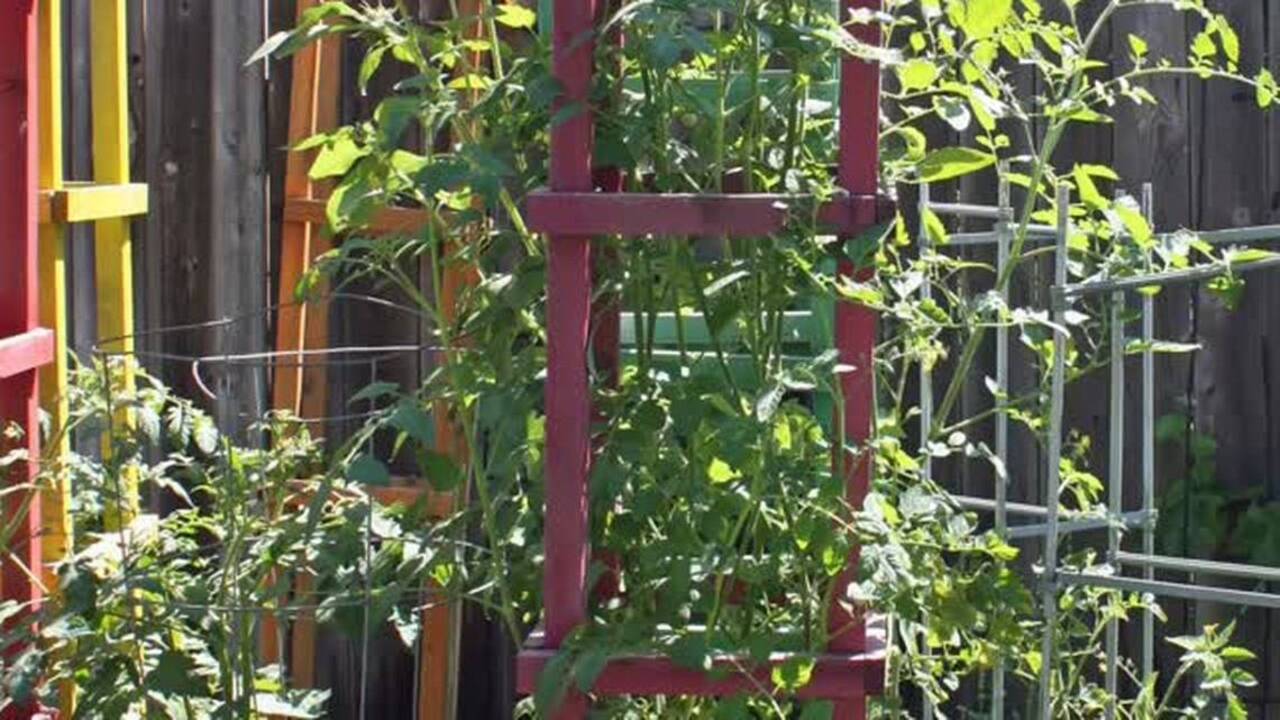 Dig in video series: Tomatoes gone wild -- cages key for 7 foot plants