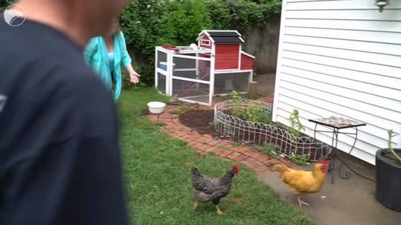 How to catch a chicken