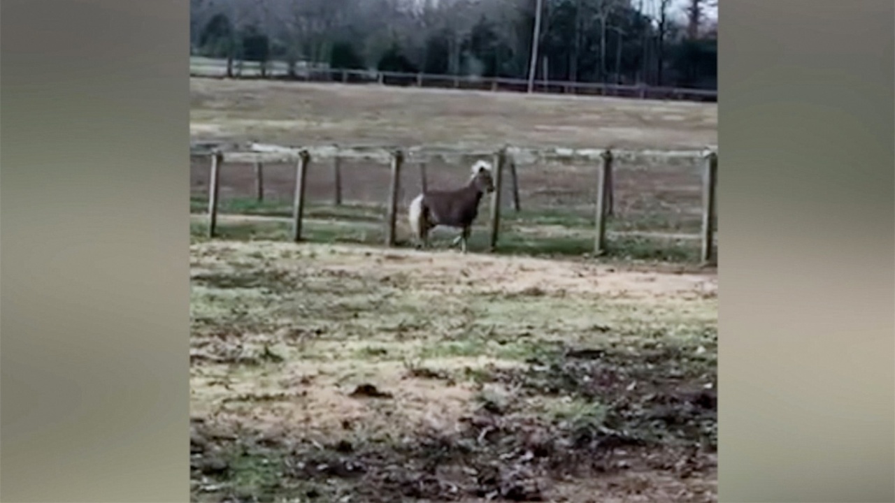 Remember the horse that was skin and bones and befriended by a golden retriever?  Take a look at him now.