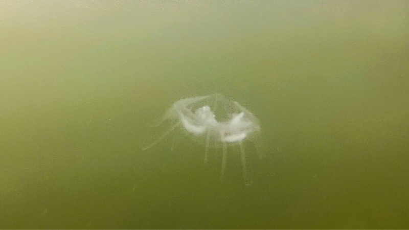 Are jellyfish supposed to be in Idaho waterways?