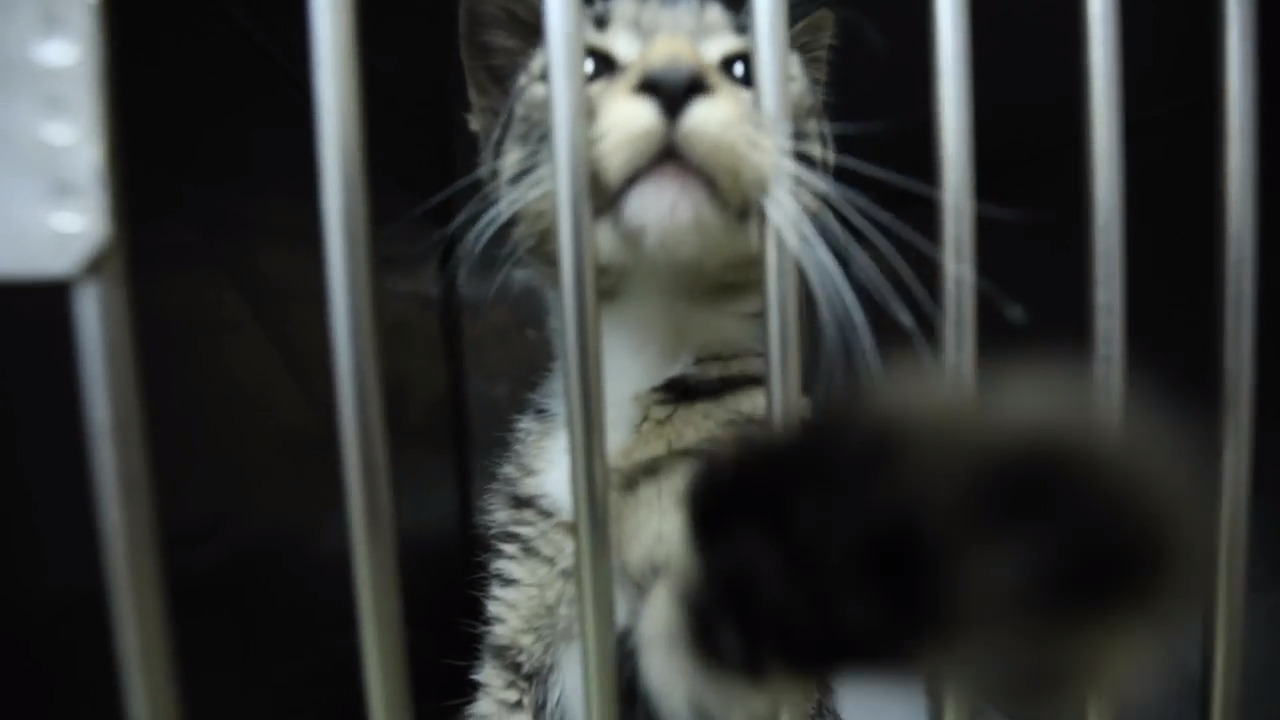 Across NC, the number of cats and dogs killed in animal shelters is plunging