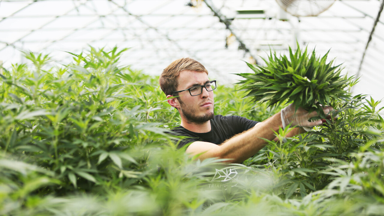 Smokable hemp, pot are too hard to tell apart ⁠— so both should be illegal, NC cops say