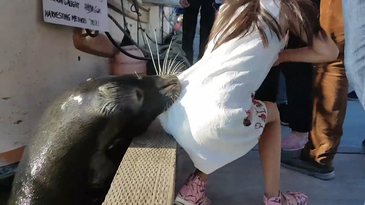 Sea lion pulls girl off the dock and into the water