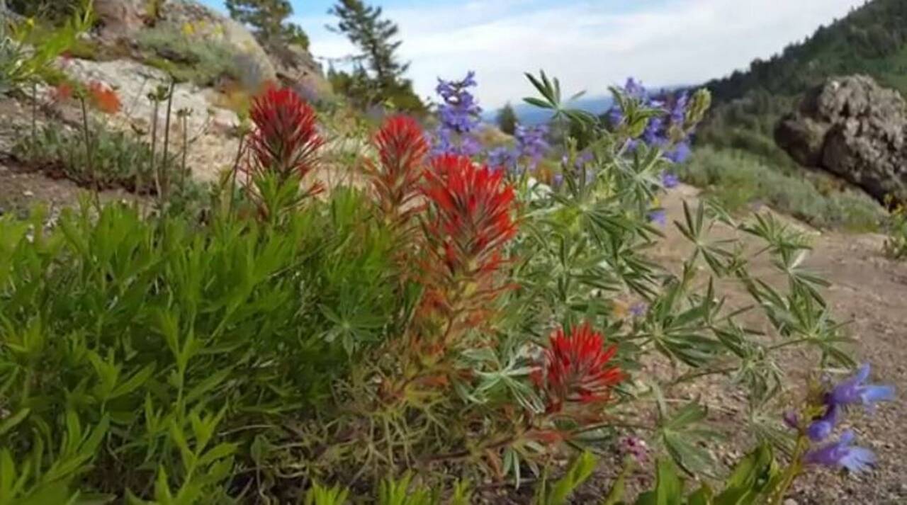 The wildflowers are blooming on Mores Mountain
