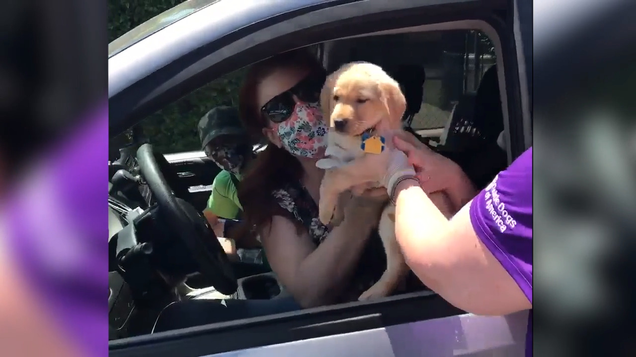 Watch a ‘drive-thru puppy handoff’ as future guide dogs go to foster families