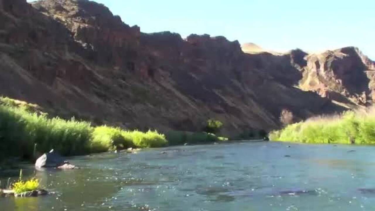 Stalking brown trout in the Owyhee River