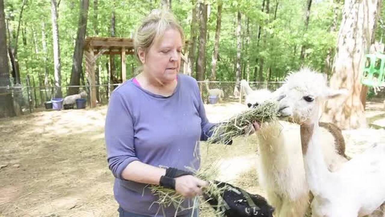 Alpacas get a new hairdo