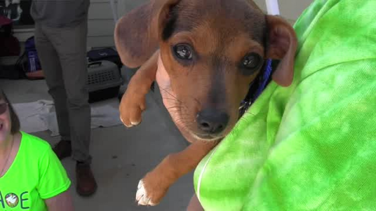 New homes, new pets in York County