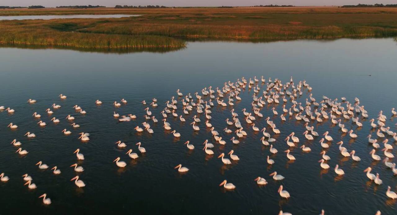 Thousands of pelicans -- yes, pelicans -- flock to Kansas