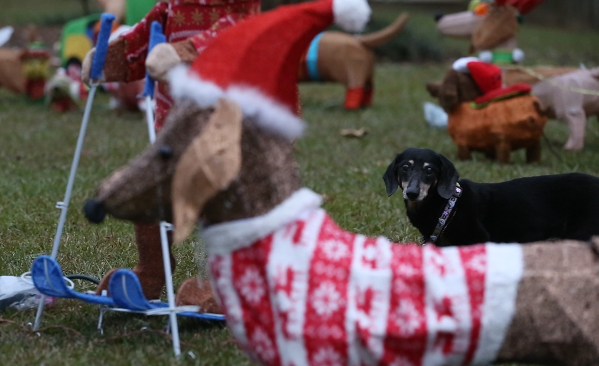 Dachshund owner creates Christmas Wiener Wonderland in Woolmarket