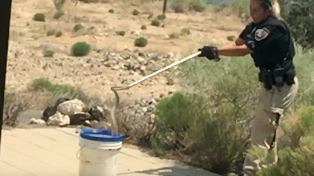 She knew who to call when a 5-foot rattlesnake slithered onto her porch