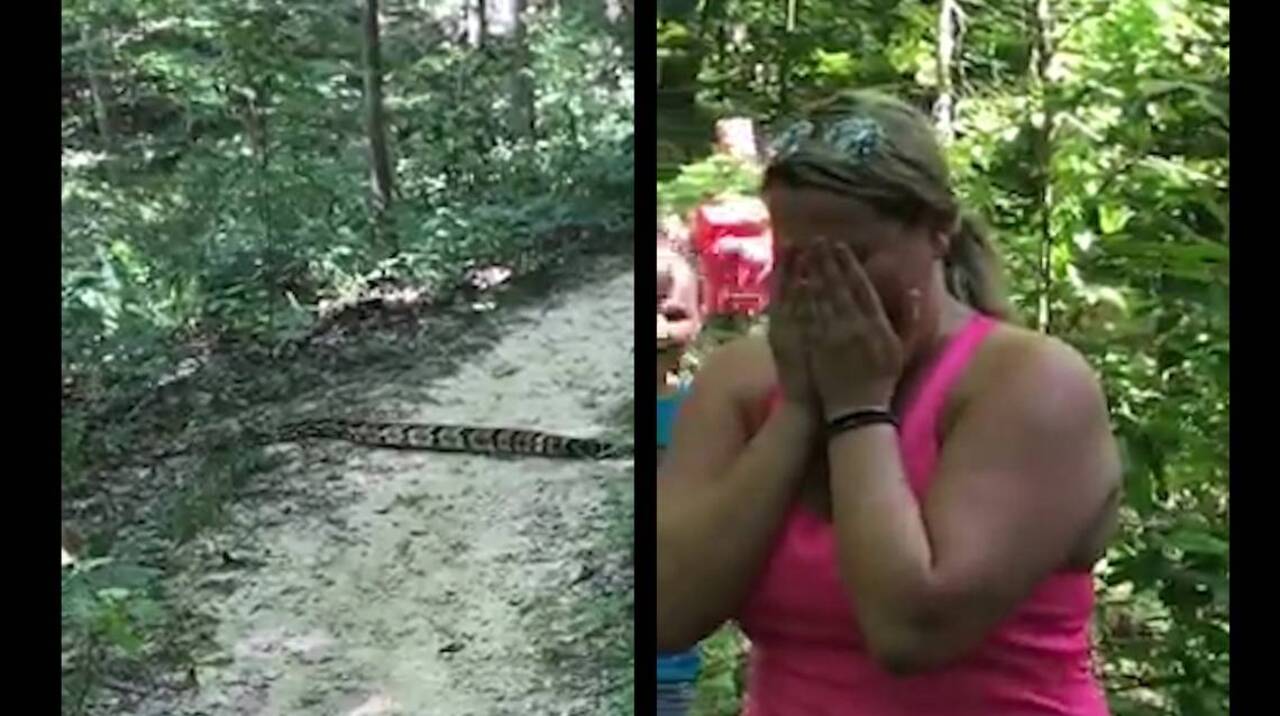 ‘I was stunned’: Watch massive rattlesnake slither in front of unsuspecting hikers