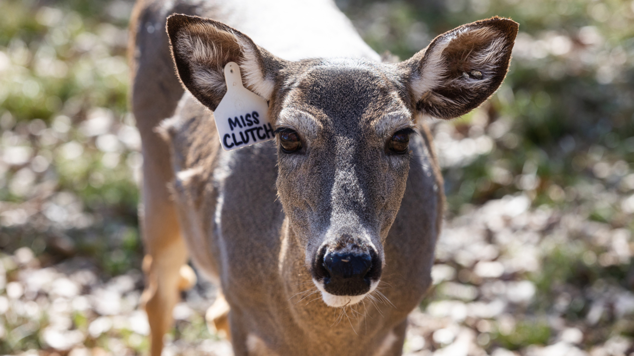 ‘Coolest animal in the world’: Tour a North Texas whitetail deer farm