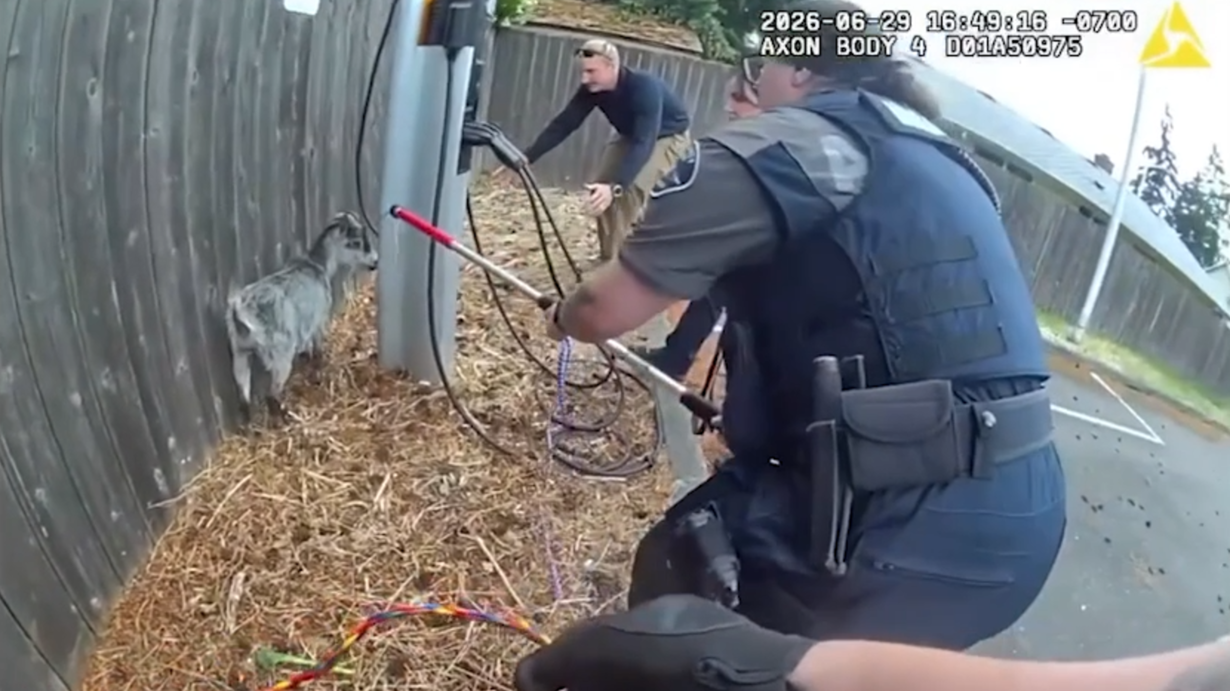 Watch: Loose goat dodges traffic, sparks 20-minute foot chase in Pierce County