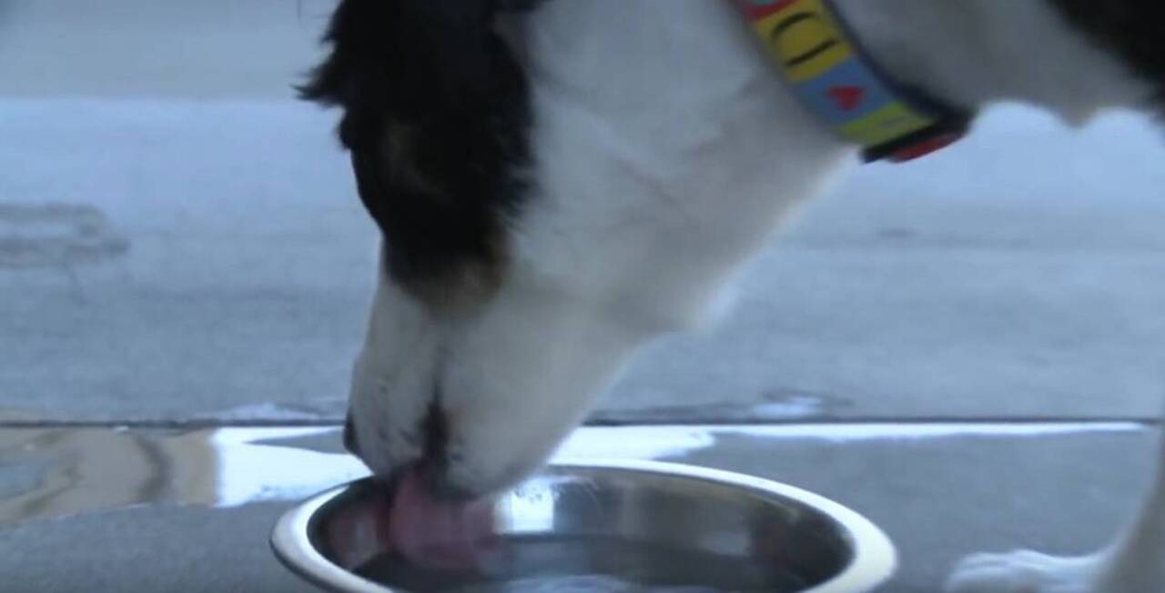 Know the signs of heat stress and exhaustion in pets