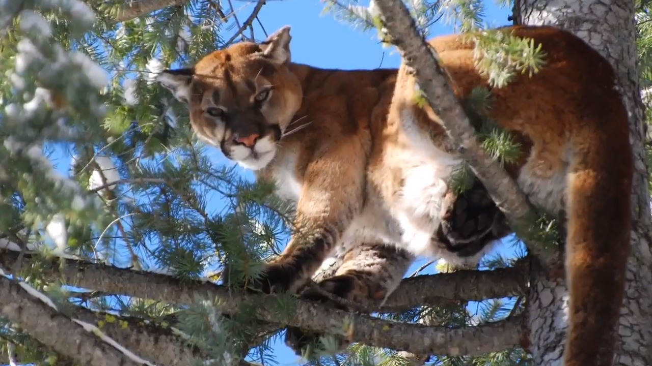 This popular Whatcom County trail is still off-limits because of cougar interaction