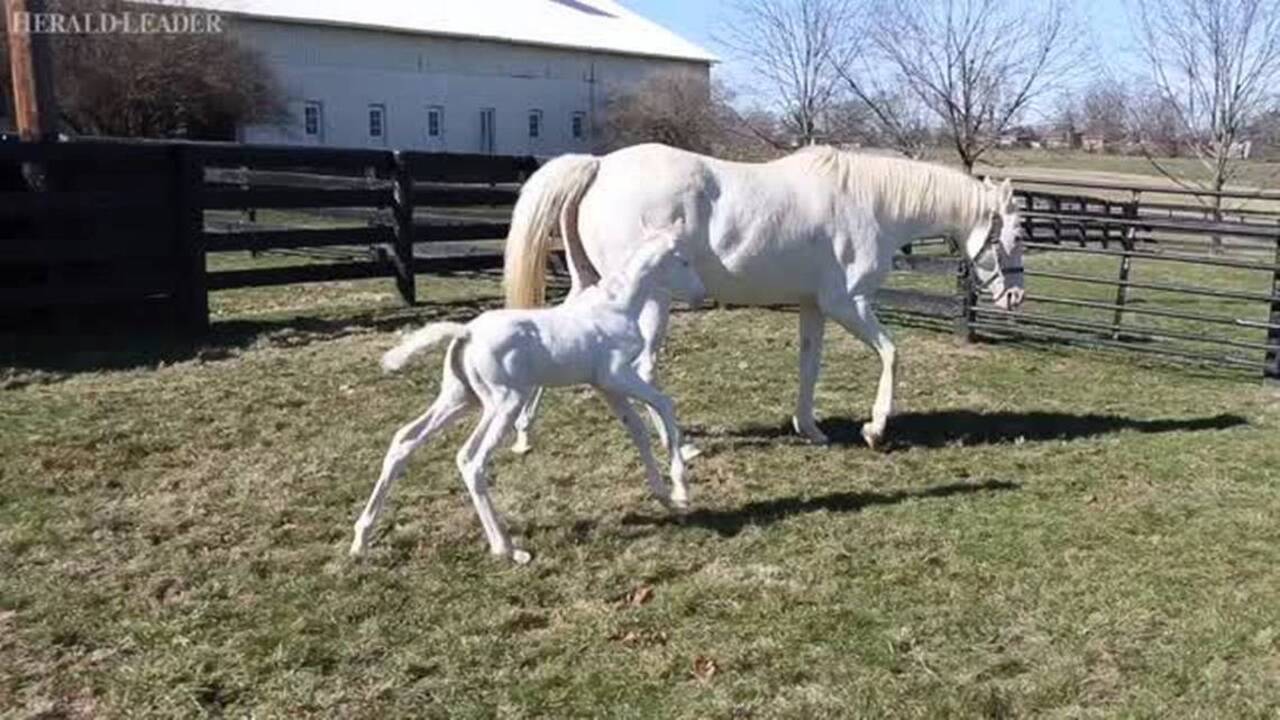 White foal born at Patchen Wilkes Farm, the 13th since 1995 White foal born at Patchen Wilkes Farm, the 13th since 1995