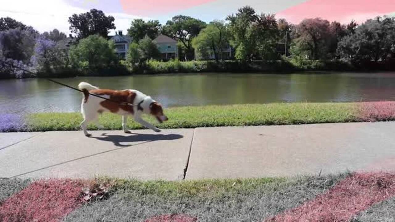 Meet Snooper: A canine candidate of the Joy of Voting project