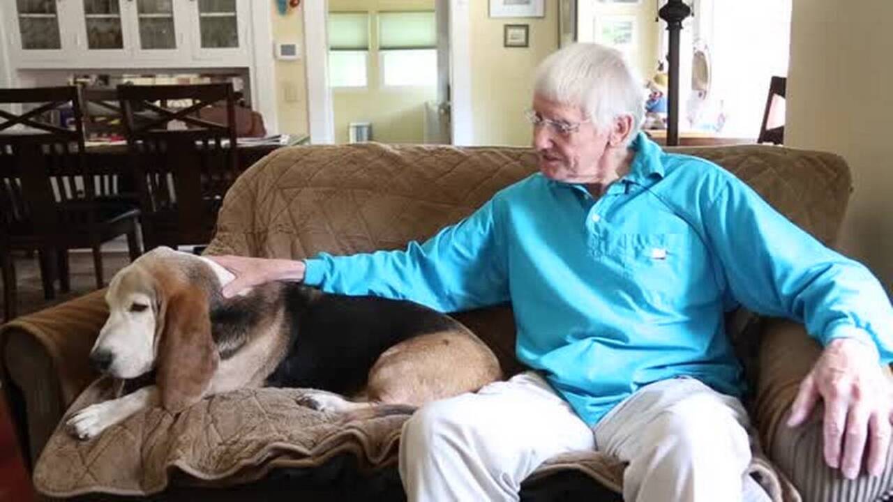 How to survive living with a basset hound: Walt and Buster