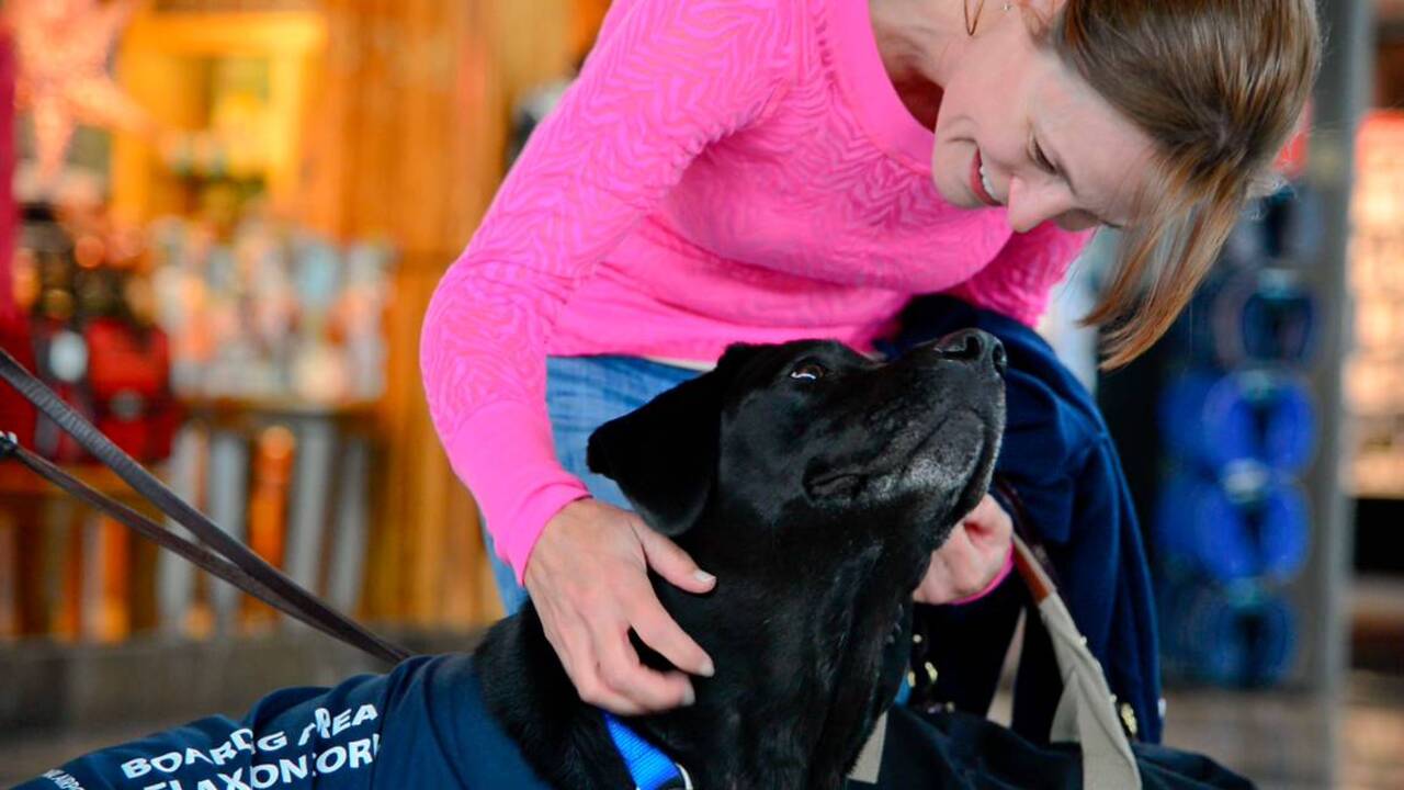 Therapy dogs ease stress for airport travelers