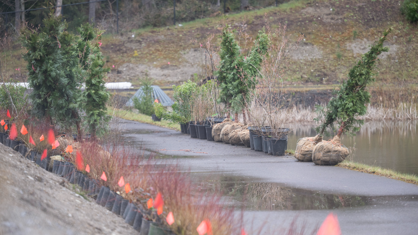 Gig Harbor to plant hundreds of trees, shrubs near Harbor Hill Drive