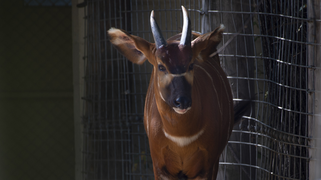 See Taylor Swift, the young bongo who escaped at the Sacramento Zoo