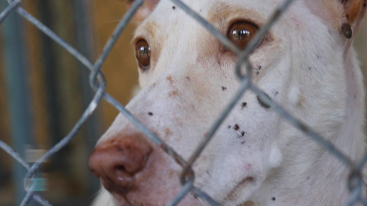 What can you do to stop animal abuse?