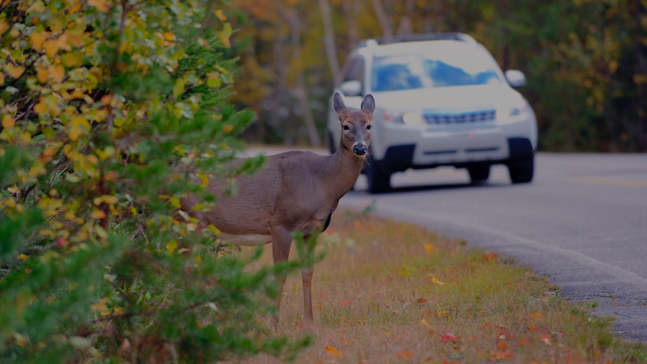 What to do if you hit a deer