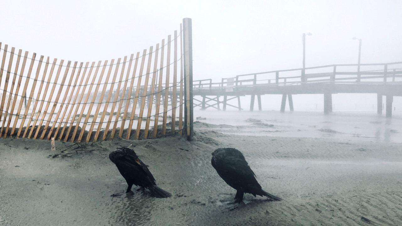 What do birds do during a hurricane? CuriousNC finds few ruffled feathers.