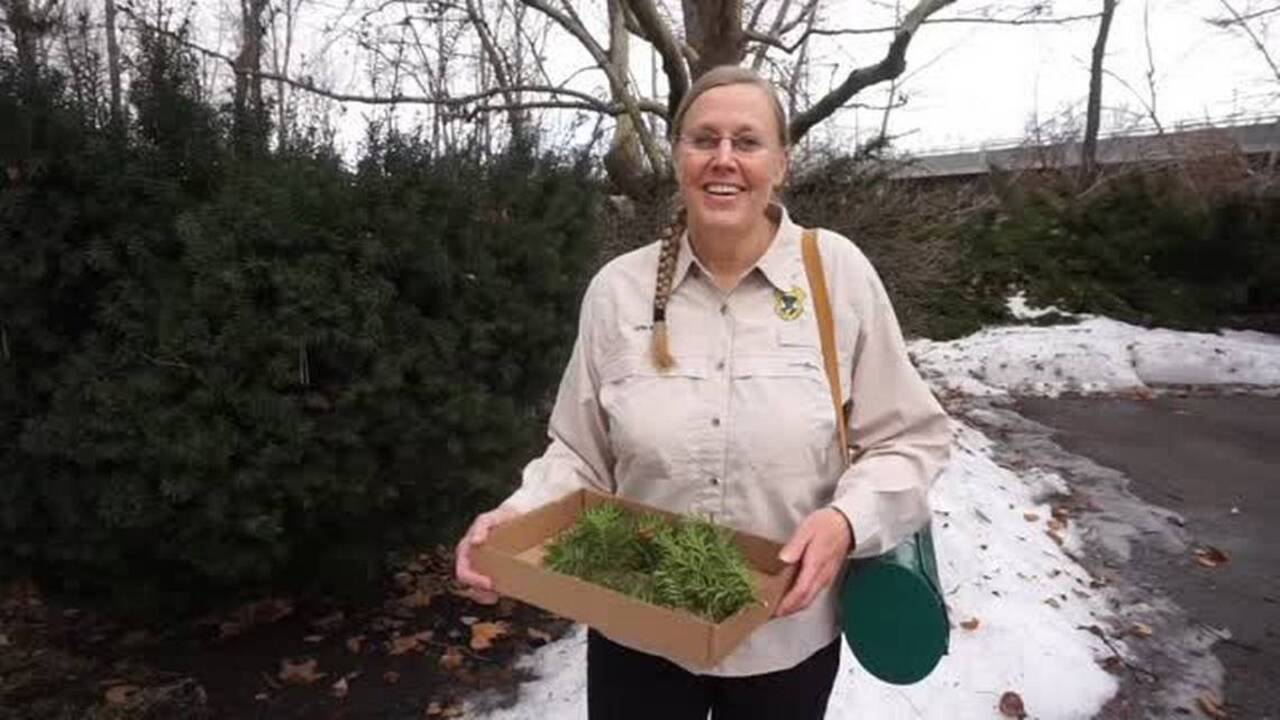Plant plants that are nontoxic to wildlife